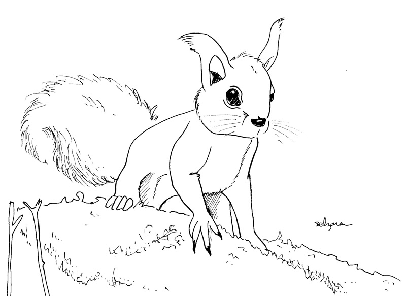 ecureuil_01