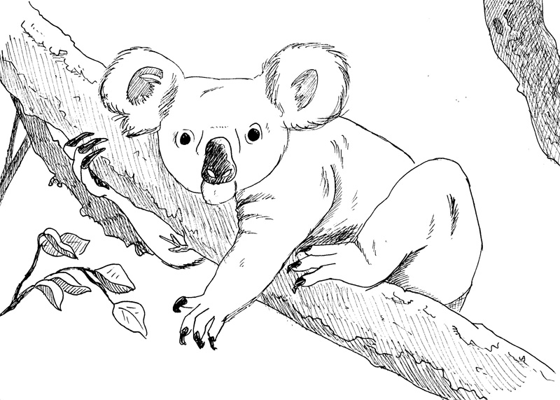 koala_01