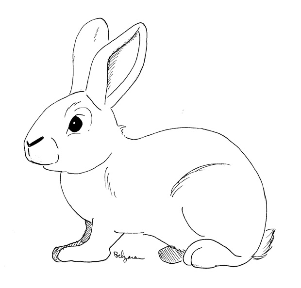 lapin_01