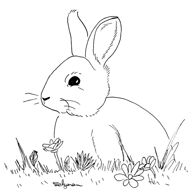 lapin_02